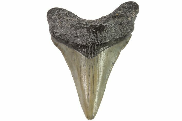 Juvenile Megalodon Tooth - Georgia #83709